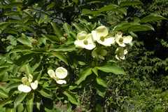 Cornus capitata